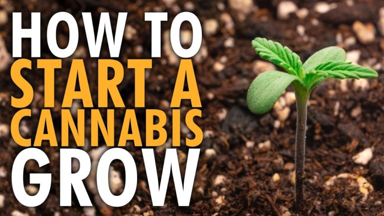 How to Start an Indoor Cannabis Grow – Beginners Guide