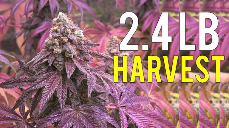 VIDEO – 2.4 LB CANNABIS HARVEST!