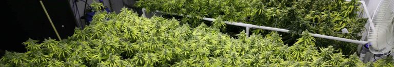 VIDEO – Growing in the UK